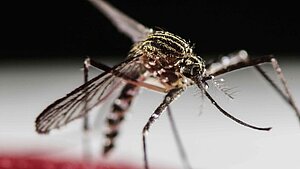 Zika virus mug Zika virus mug