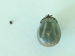 Inf over tekenbeet: larve en volgezogen vrouwtjesteek
