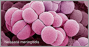 meningokokken vaccinatie meningokokken vaccinatie