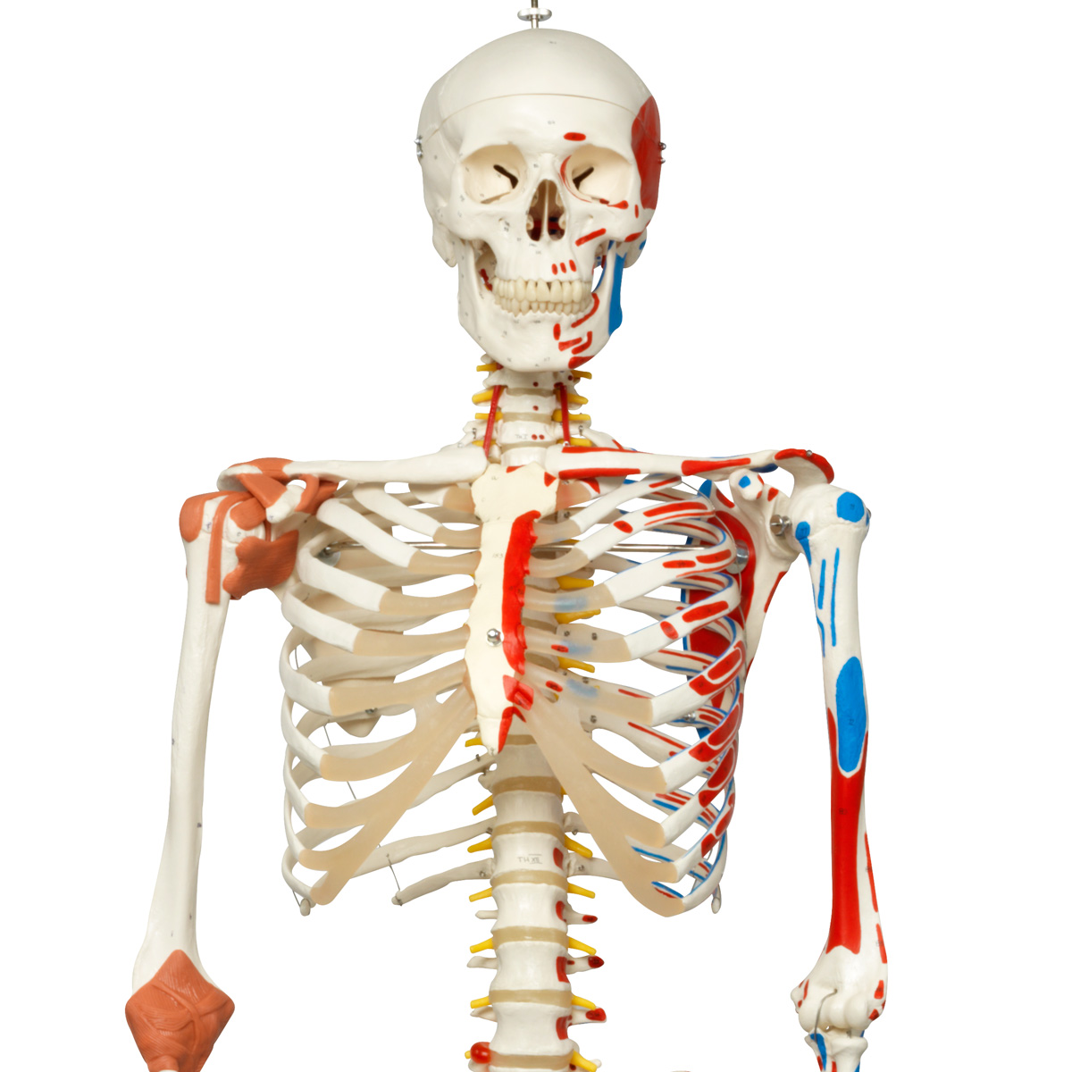 Imagens esqueleto humano anatomia